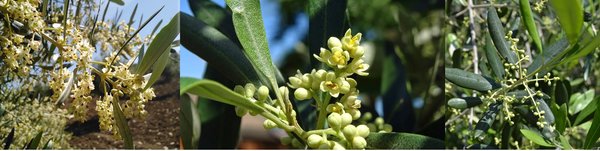 Flor del olivo y cuajado del fruto.